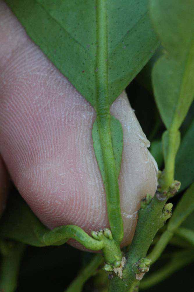              Petiole (Riverside, CA)       